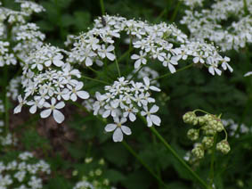 Anthriscus sylvestris